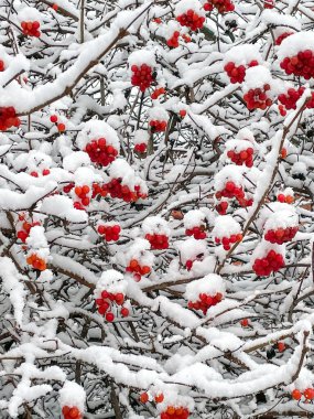 Kışın beyaz bir kar örtüsü altında ağaç dallarında kırmızı meyveler..