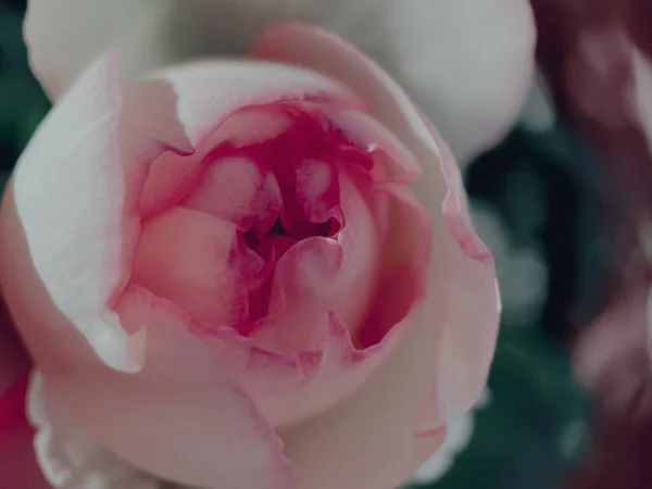 Ogród Kwitnące Róże Stylu Vintage Lato 2023 — Zdjęcie stockowe