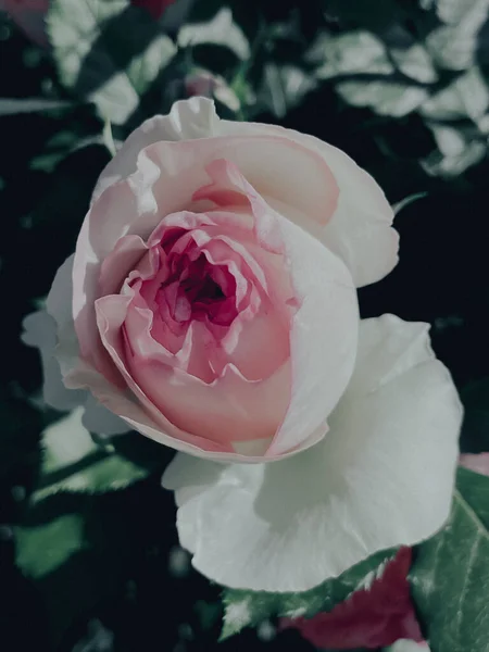 Ogród Kwitnące Róże Stylu Vintage Lato 2023 — Zdjęcie stockowe