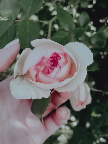 古色古香的花园盛开着玫瑰 2023年夏 — 图库照片