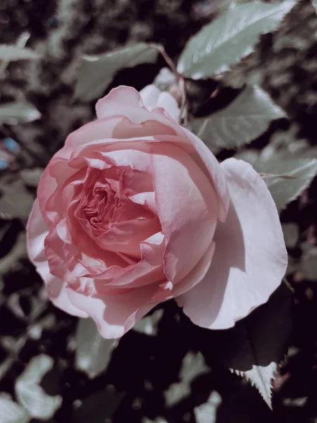 Kerti Virágzó Rózsák Vintage Stílusban 2023 Nyár — Stock Fotó