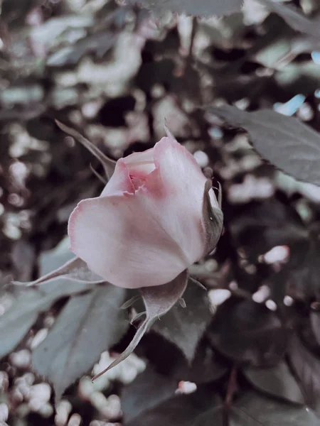 Сад Цветущие Розы Винтажном Стиле Лето 2023 — стоковое фото