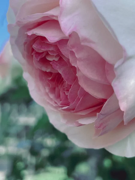Kerti Virágzó Rózsák Vintage Stílusban 2023 Nyár — Stock Fotó