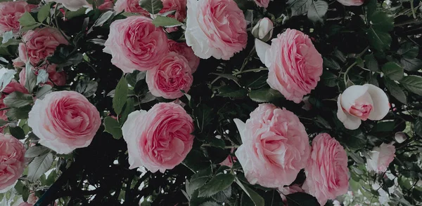 Zahradní Kvetoucí Růže Stylu Vinobraní Léto 2023 — Stock fotografie