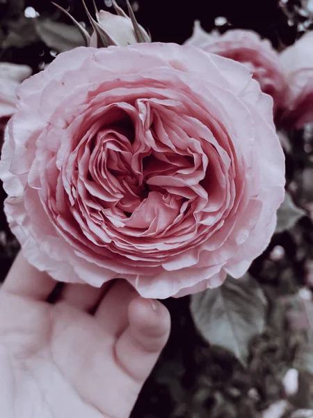 Garden Flowering Roses Vintage Style Summer 2023 — Stock Photo, Image