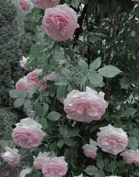 Trandafiri Flori Grădină Într Stil Vintage Vara 2023 — Fotografie, imagine de stoc