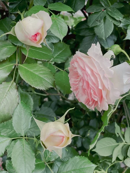 Rosas Con Flores Jardín Estilo Vintage Verano 2023 — Foto de Stock