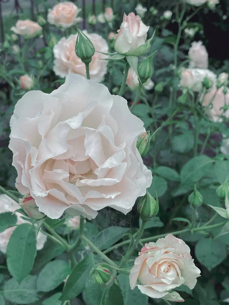 Puutarha Kukkivat Ruusut Vintage Tyyliin Kesä 2023 — kuvapankkivalokuva
