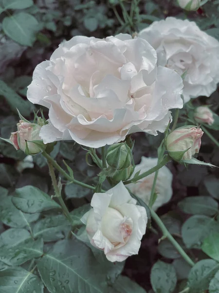 Rosas Con Flores Jardín Estilo Vintage Verano 2023 — Foto de Stock