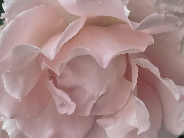 สวนดอกก หลาบดอกไม ในสไตล นเทจ 2023 — ภาพถ่ายสต็อก