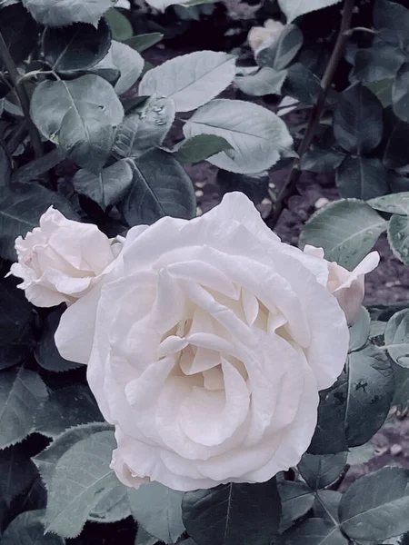 Zahradní Kvetoucí Růže Stylu Vinobraní Léto 2023 — Stock fotografie