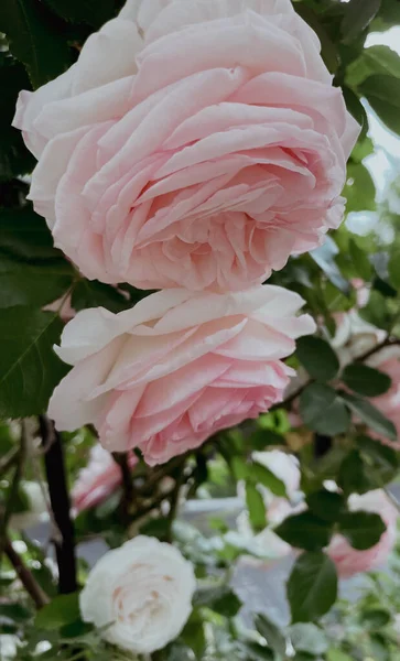 ヴィンテージスタイルの庭の開花バラ 2023年夏 — ストック写真