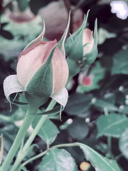 Ανθισμένα Τριαντάφυλλα Κήπου Vintage Στυλ Καλοκαίρι 2023 — Φωτογραφία Αρχείου