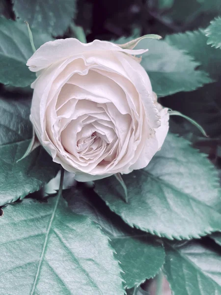 สวนดอกก หลาบดอกไม ในสไตล นเทจ 2023 — ภาพถ่ายสต็อก