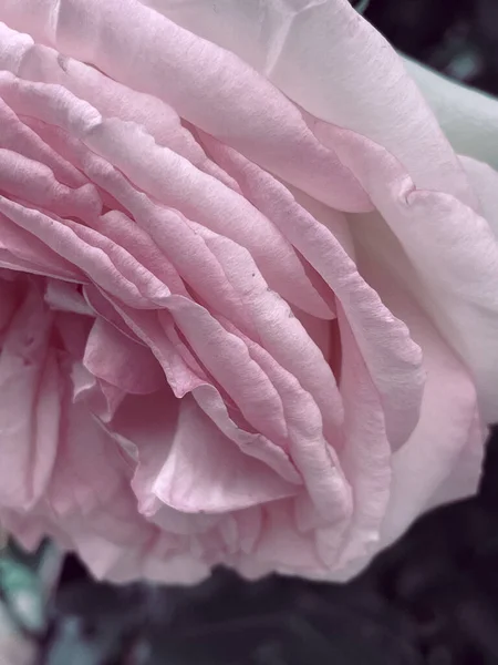 Садові Квітучі Троянди Вінтажному Стилі Літо 2023 — стокове фото