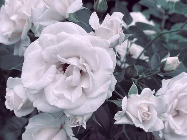 Trandafiri Flori Grădină Într Stil Vintage Vara 2023 — Fotografie, imagine de stoc