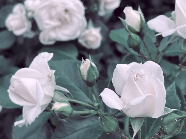 Puutarha Kukkivat Ruusut Vintage Tyyliin Kesä 2023 — kuvapankkivalokuva