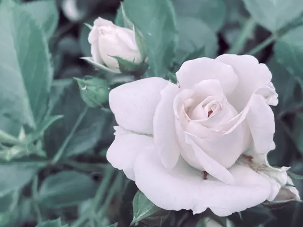 Ανθισμένα Τριαντάφυλλα Κήπου Vintage Στυλ Καλοκαίρι 2023 — Φωτογραφία Αρχείου