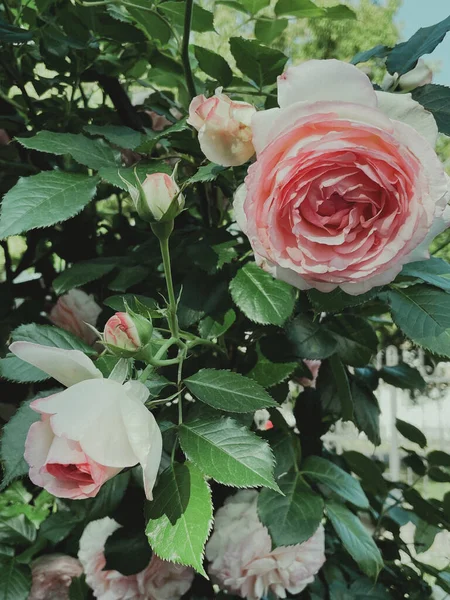 Roses Fleuries Jardin Dans Style Vintage Été 2023 — Photo
