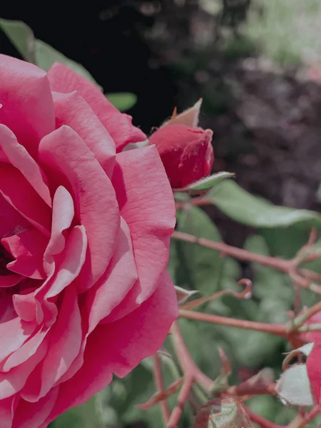 Blühende Rosen Vintage Stil Sommer 2023 — Stockfoto