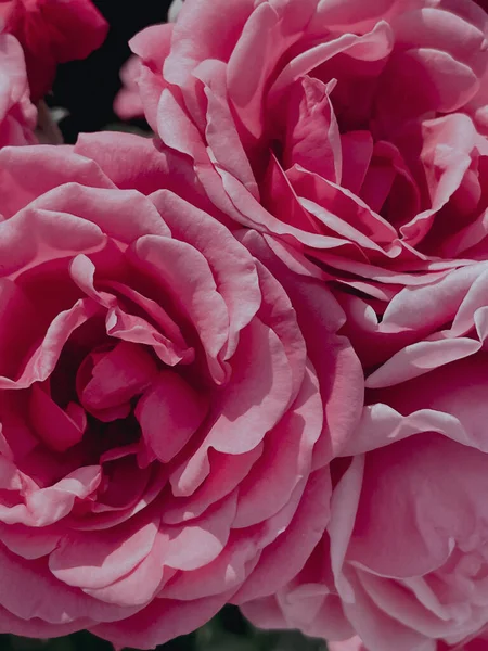 ヴィンテージスタイルの庭の開花バラ 2023年夏 — ストック写真
