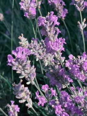 2023 yazında bir arıyla açan lavanta çalısı.