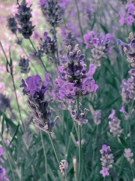Bloeiende Lavendelstruik Met Een Bij Zomer 2023 — Stockfoto