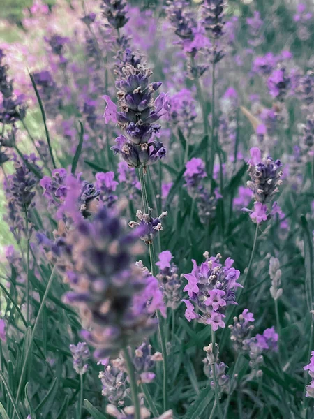 Bloeiende Lavendelstruik Met Een Bij Zomer 2023 — Stockfoto