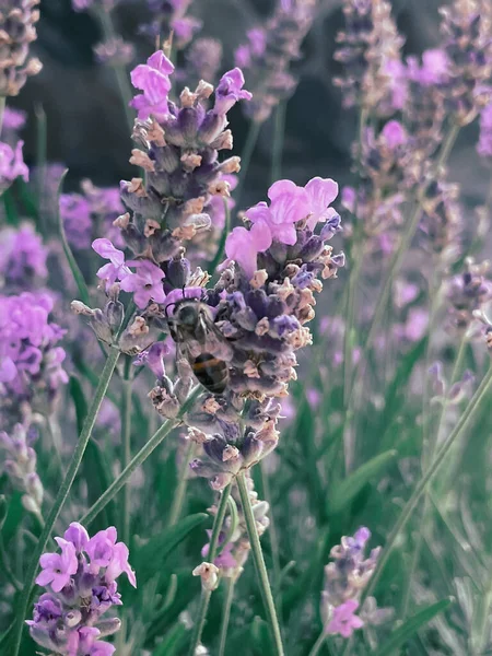 Blooming Lavendel Busk Med Bie Sommer 2023 – stockfoto