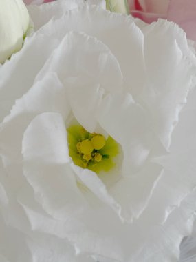 Taze östoma çiçekleri, narin yapraklar.