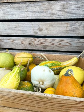 Bir kutuda balkabakları, sonbahar sebze düzenlemesi.