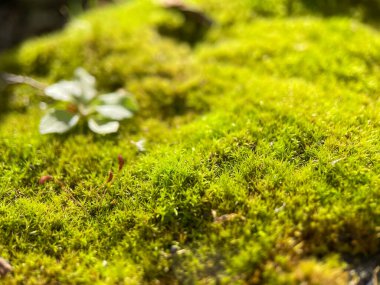 Yosun yakın, yeşil bitki.