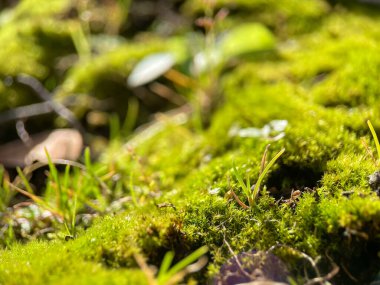 Yosun yakın, yeşil bitki.