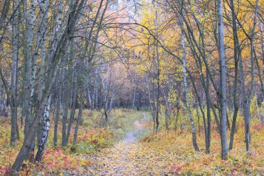 Sonbahar ormanı, renkli yapraklı ağaçlar.