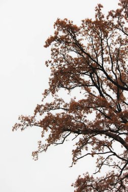 Sonbahar ormanı, gökyüzünde renkli yaprakları olan ağaçlar, bulutlu bir gün.