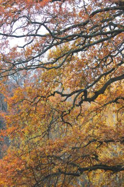 Sonbahar ormanı, gökyüzünde renkli yaprakları olan ağaçlar, bulutlu bir gün.