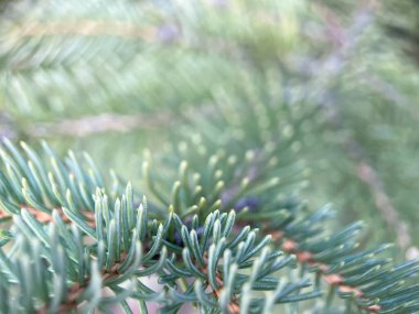 Çam iğnelerinin detaylı makro görüntüsü. Doğa, botanik ve tasarım projeleri için mükemmel..
