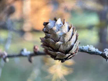 Çam kozalaklarının makro fotoğrafları, Bitmeyen Yeşil Orman 'ın doğa fotoğrafları.