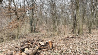 Devrilmiş ağaçların kütükleri ormandaki düşmüş yaprakların içinde yerde yatıyor. Ağaçların hijyenik düşüşü. Ormanda kaçak avcılık. Kış için odun topluyorum. Baharın başlarında.