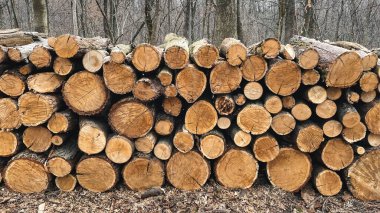 Devrilmiş ağaçların kütükleri ormandaki düşmüş yaprakların içinde yerde yatıyor. Ağaçların hijyenik düşüşü. Ormanda kaçak avcılık. Kış için odun topluyorum. Baharın başlarında.