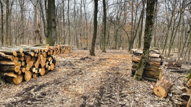 Devrilmiş ağaçların kütükleri ormandaki düşmüş yaprakların içinde yerde yatıyor. Ağaçların hijyenik düşüşü. Ormanda kaçak avcılık. Kış için odun topluyorum. Baharın başlarında.