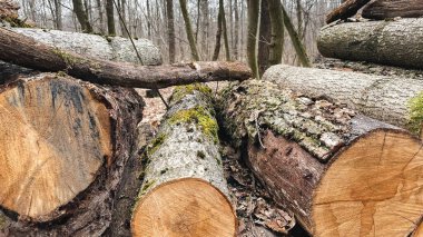 Devrilmiş ağaçların kütükleri ormandaki düşmüş yaprakların içinde yerde yatıyor. Ağaçların hijyenik düşüşü. Ormanda kaçak avcılık. Kış için odun topluyorum. Baharın başlarında.