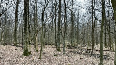 Birçok ağaç dalları, ağaçların ve cipslerin hijyenik bir şekilde devrilmesinden sonra ormanda yere düşmüş yapraklar üzerinde dallanır. Baharın başlarında.