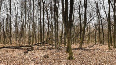 Birçok ağaç dalları, ağaçların ve cipslerin hijyenik bir şekilde devrilmesinden sonra ormanda yere düşmüş yapraklar üzerinde dallanır. Baharın başlarında.