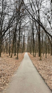 Birçok ağaç dalları, ağaçların ve cipslerin hijyenik bir şekilde devrilmesinden sonra ormanda yere düşmüş yapraklar üzerinde dallanır. Baharın başlarında.