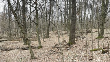 Birçok ağaç dalları, ağaçların ve cipslerin hijyenik bir şekilde devrilmesinden sonra ormanda yere düşmüş yapraklar üzerinde dallanır. Baharın başlarında.