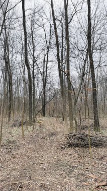 Birçok ağaç dalları, ağaçların ve cipslerin hijyenik bir şekilde devrilmesinden sonra ormanda yere düşmüş yapraklar üzerinde dallanır. Baharın başlarında.