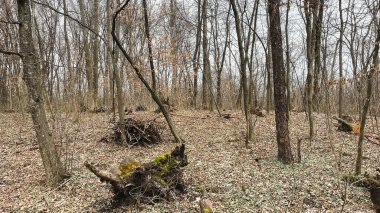 Birçok ağaç dalları, ağaçların ve cipslerin hijyenik bir şekilde devrilmesinden sonra ormanda yere düşmüş yapraklar üzerinde dallanır. Baharın başlarında.