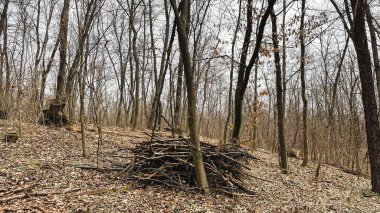 Birçok ağaç dalları, ağaçların ve cipslerin hijyenik bir şekilde devrilmesinden sonra ormanda yere düşmüş yapraklar üzerinde dallanır. Baharın başlarında.