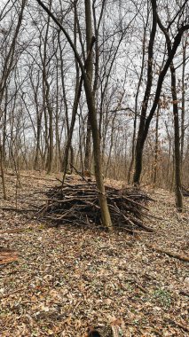 Birçok ağaç dalları, ağaçların ve cipslerin hijyenik bir şekilde devrilmesinden sonra ormanda yere düşmüş yapraklar üzerinde dallanır. Baharın başlarında.